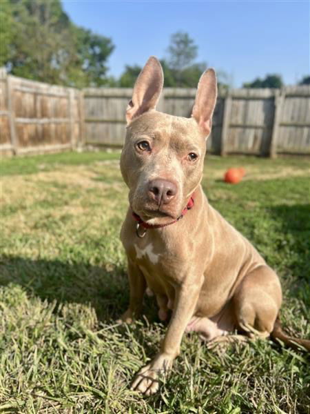 adoptable Dog in Gloversville, NY named Peanut