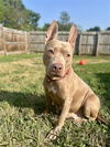 adoptable Dog in  named Peanut