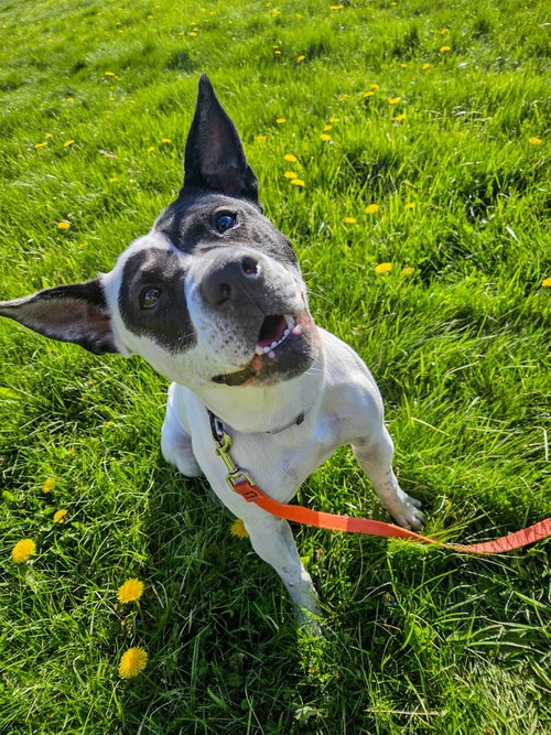 Abigail, an adoptable Australian Cattle Dog in Gloversville, NY