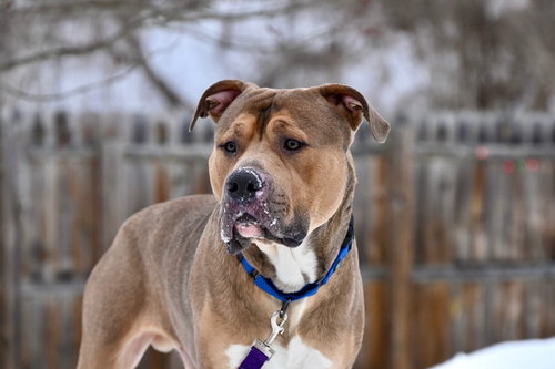 Zeus, an adoptable Pit Bull Terrier in Gloversville, NY