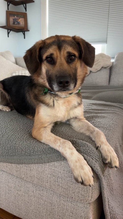 Augie, an adoptable German Shepherd Dog in Gloversville, NY