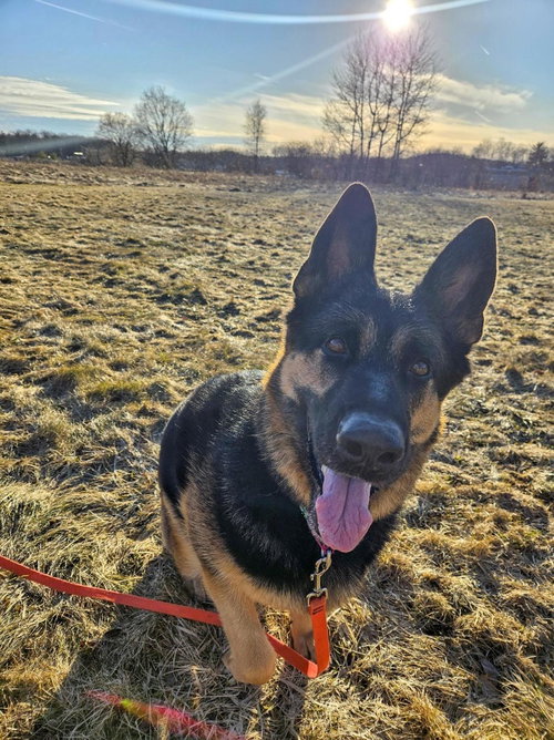 Java, an adoptable German Shepherd Dog in Gloversville, NY