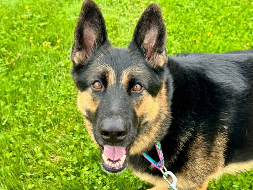 Java, an adoptable German Shepherd Dog in Gloversville, NY