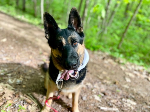 Java, an adoptable German Shepherd Dog in Gloversville, NY