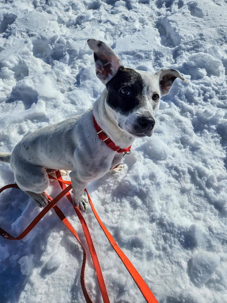 Stella