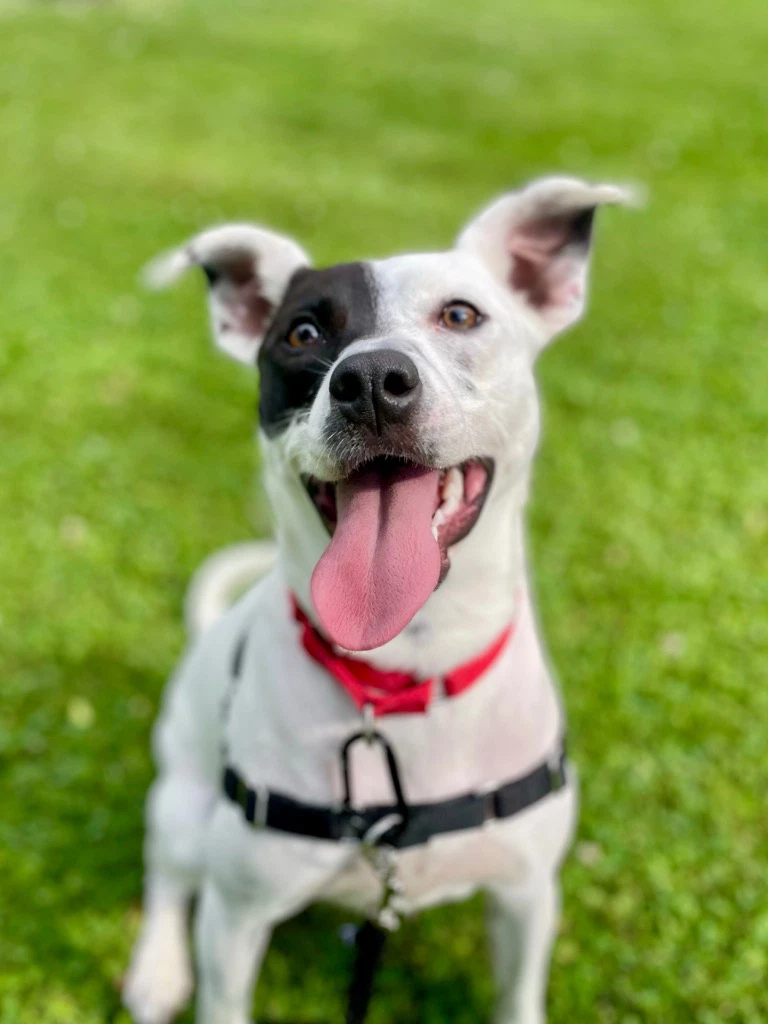 Stella
