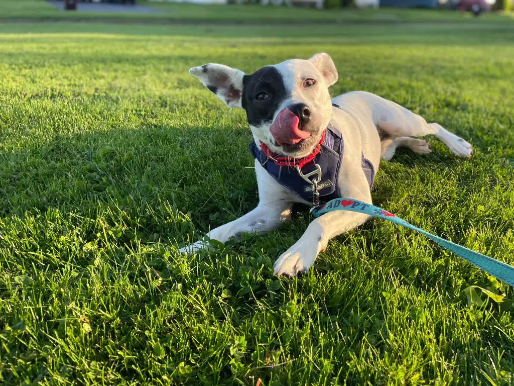 Stella image 2
