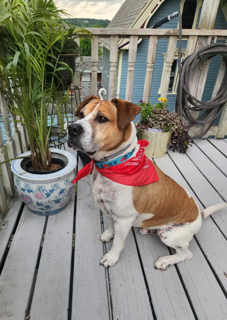 Wally image 2