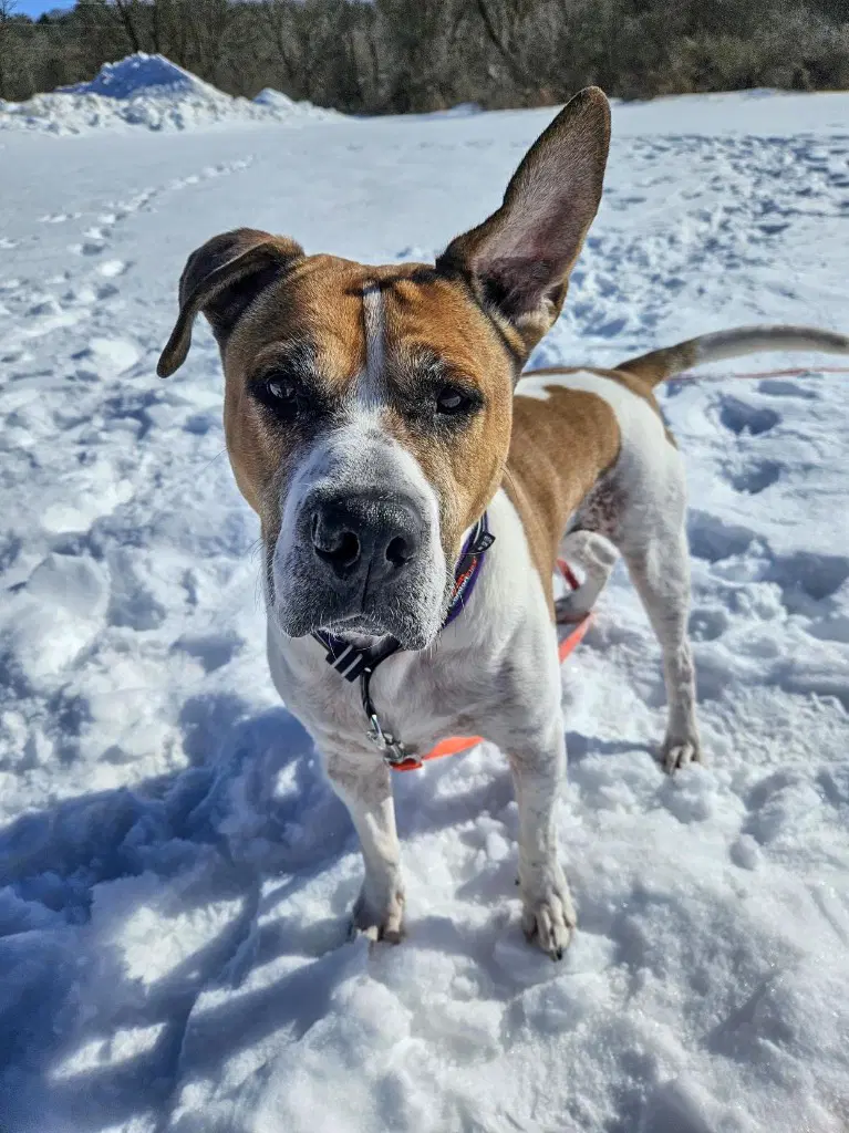 Wally image 4