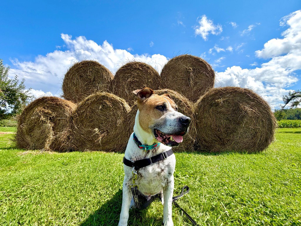 Wally, photo 4