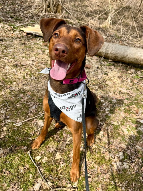 Sadie, an adoptable Doberman Pinscher in Gloversville, NY