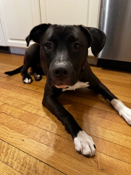 Scarlett, an adoptable Pit Bull Terrier in Gloversville, NY