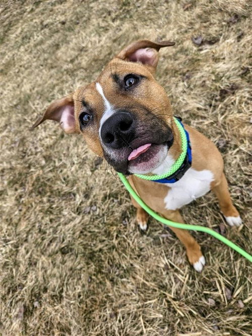 Bandit, an adoptable Pit Bull Terrier in Gloversville, NY