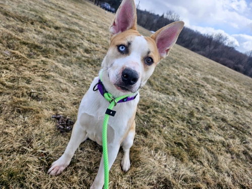 Bluey, an adoptable Husky in Gloversville, NY