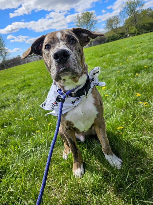 River, an adoptable Catahoula Leopard Dog in Gloversville, NY