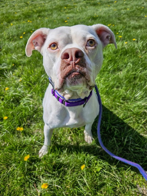 Pinto, an adoptable Pit Bull Terrier in Gloversville, NY