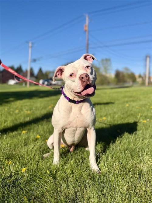 Pinto, an adoptable American Bulldog in Gloversville, NY