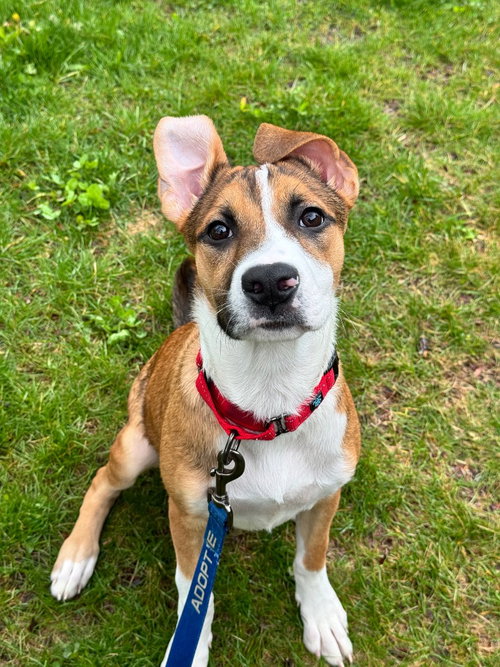Fendi, an adoptable Shepherd in Gloversville, NY