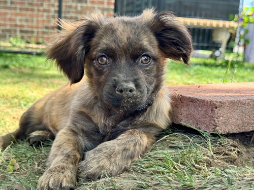 Zorah, an adoptable Terrier in Gloversville, NY