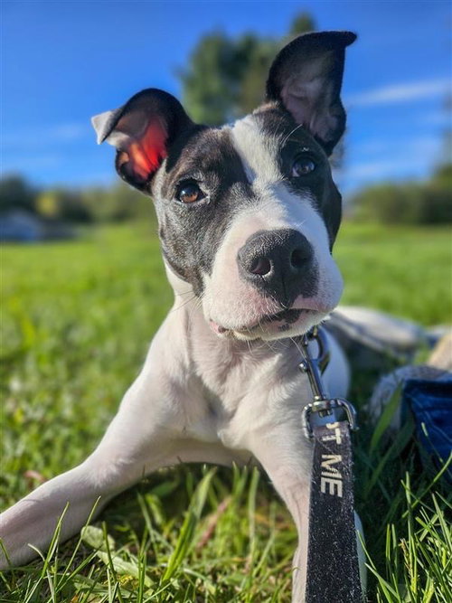 Pippa