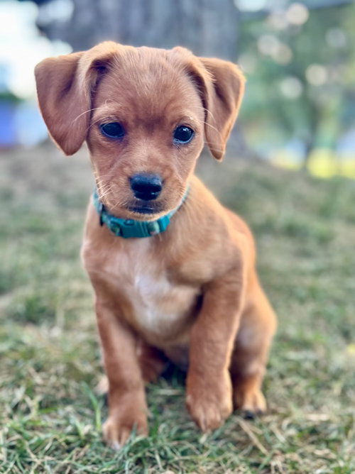 Clover