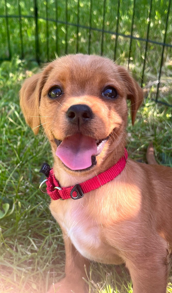 Clover