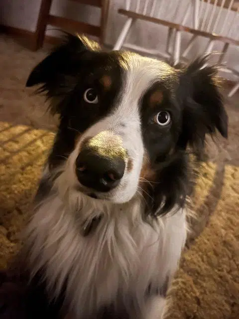 Zeppelin - Australian Shepherd
