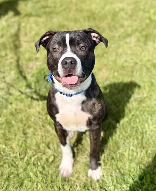Louis, an adoptable Pit Bull Terrier in Gloversville, NY