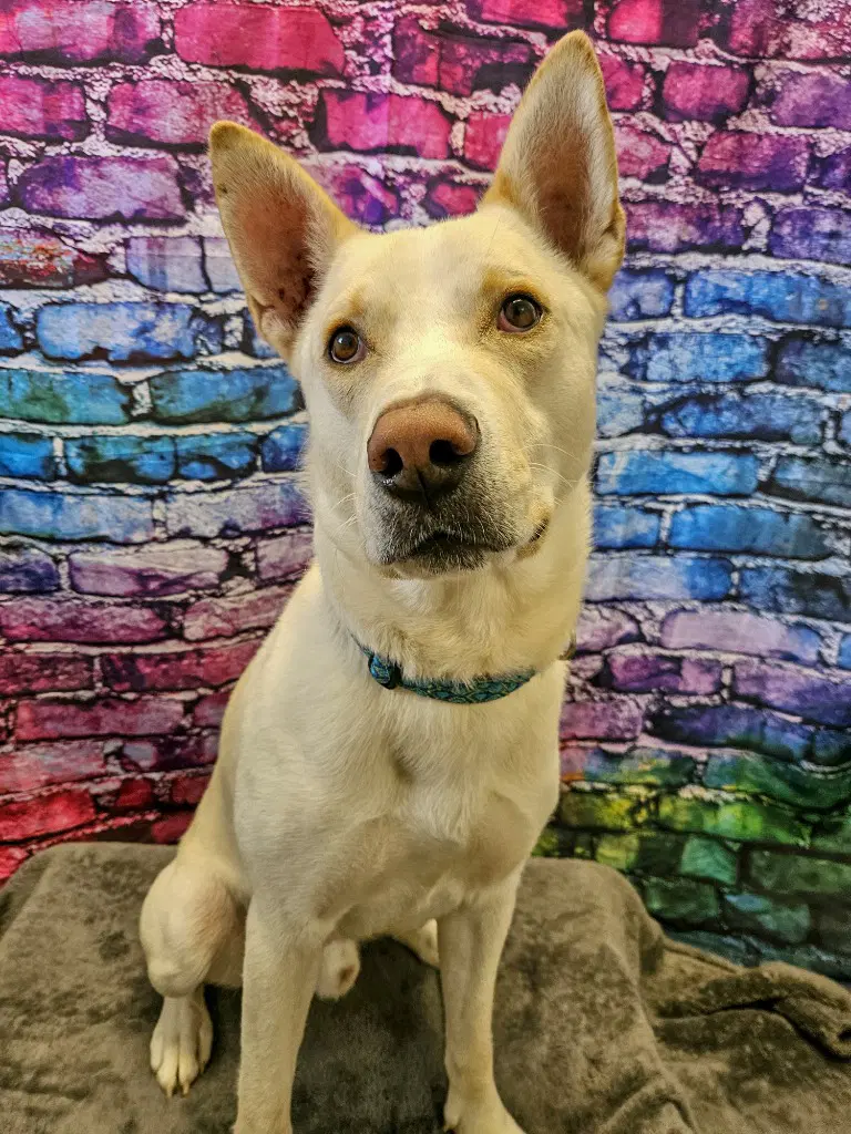 Prada - German Shepherd