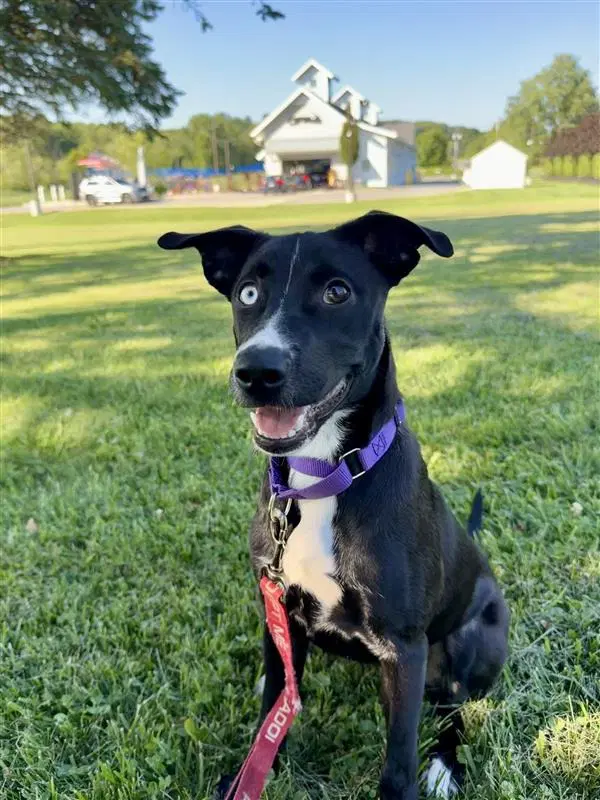 Liberty - Hound