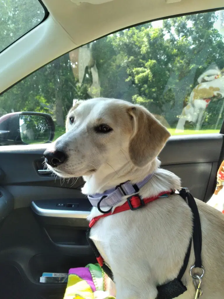 Betsy image 2