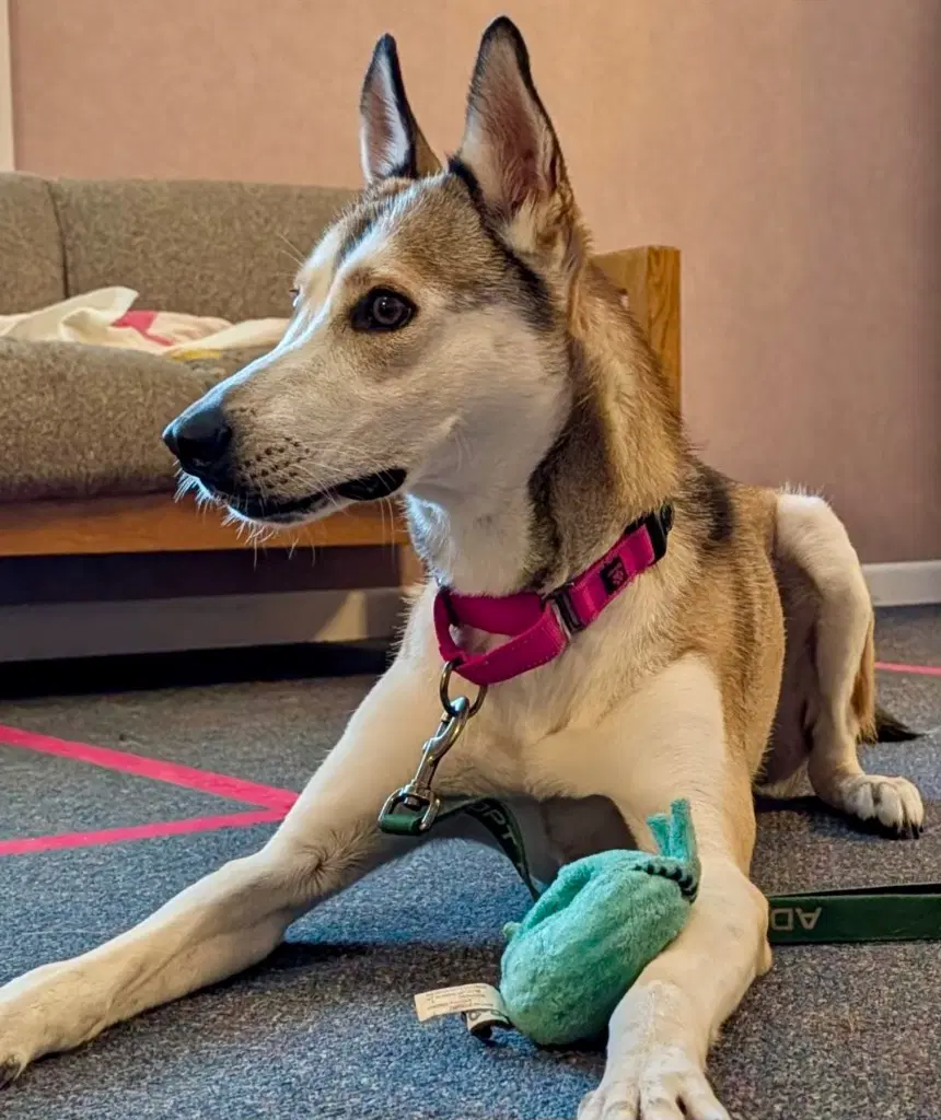 Kira image 2