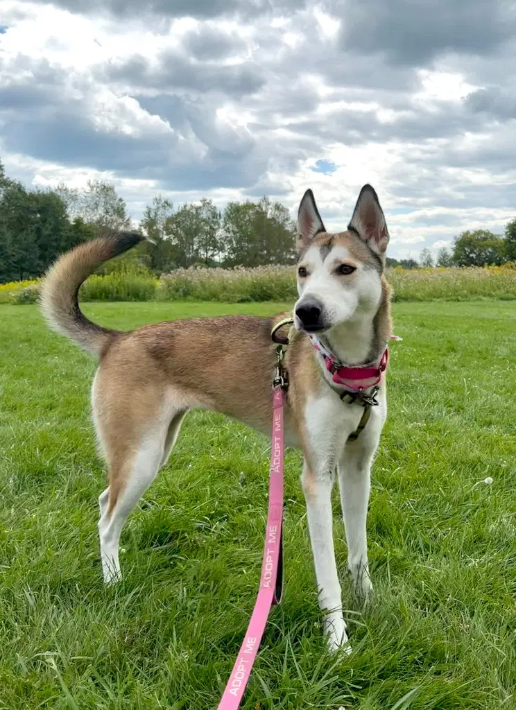 Kira image 4