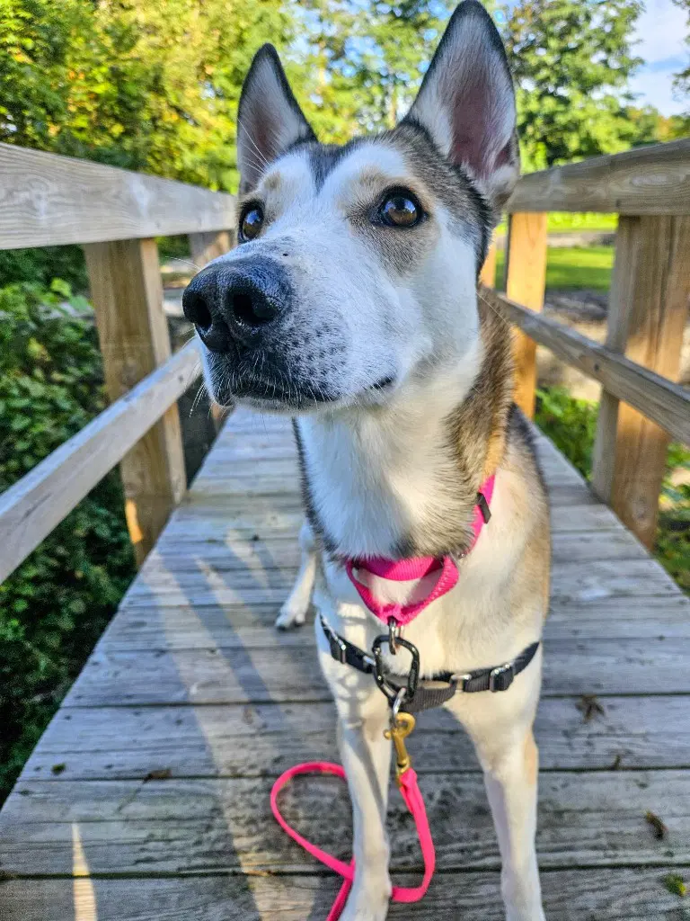 Kira image 2