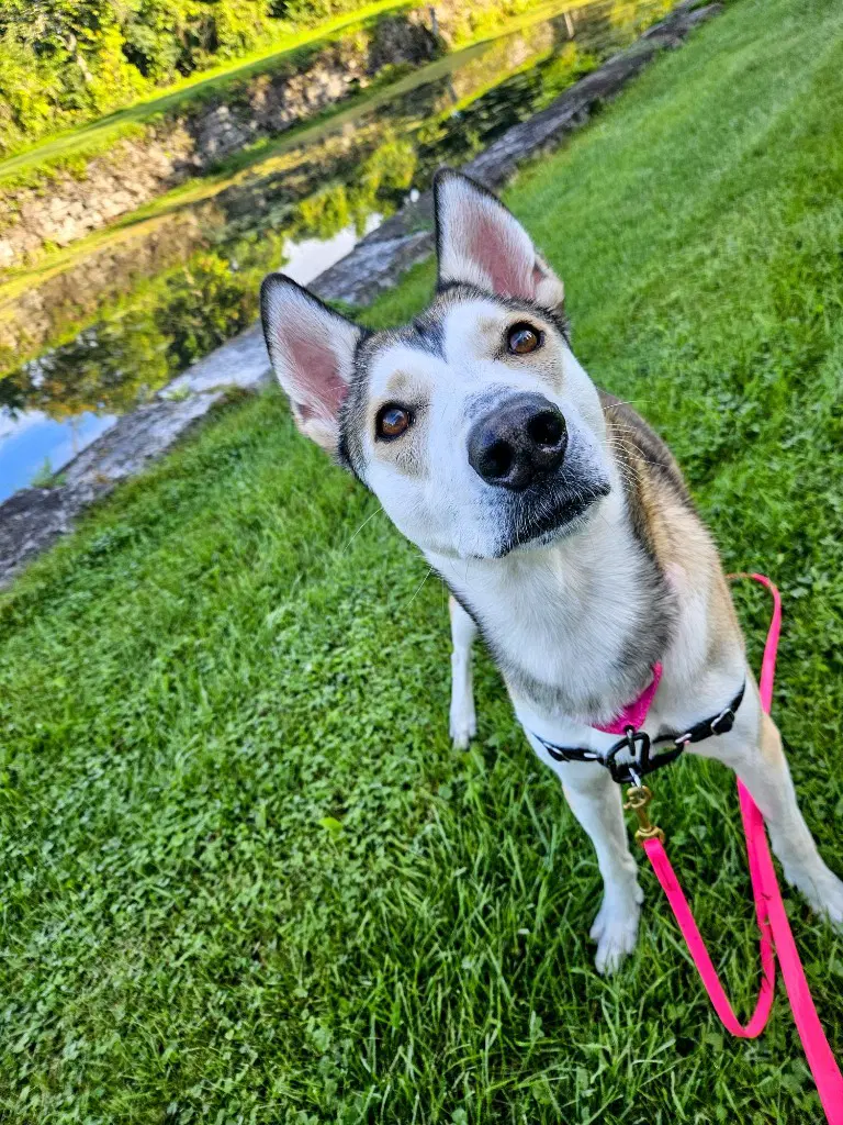 Kira image 3
