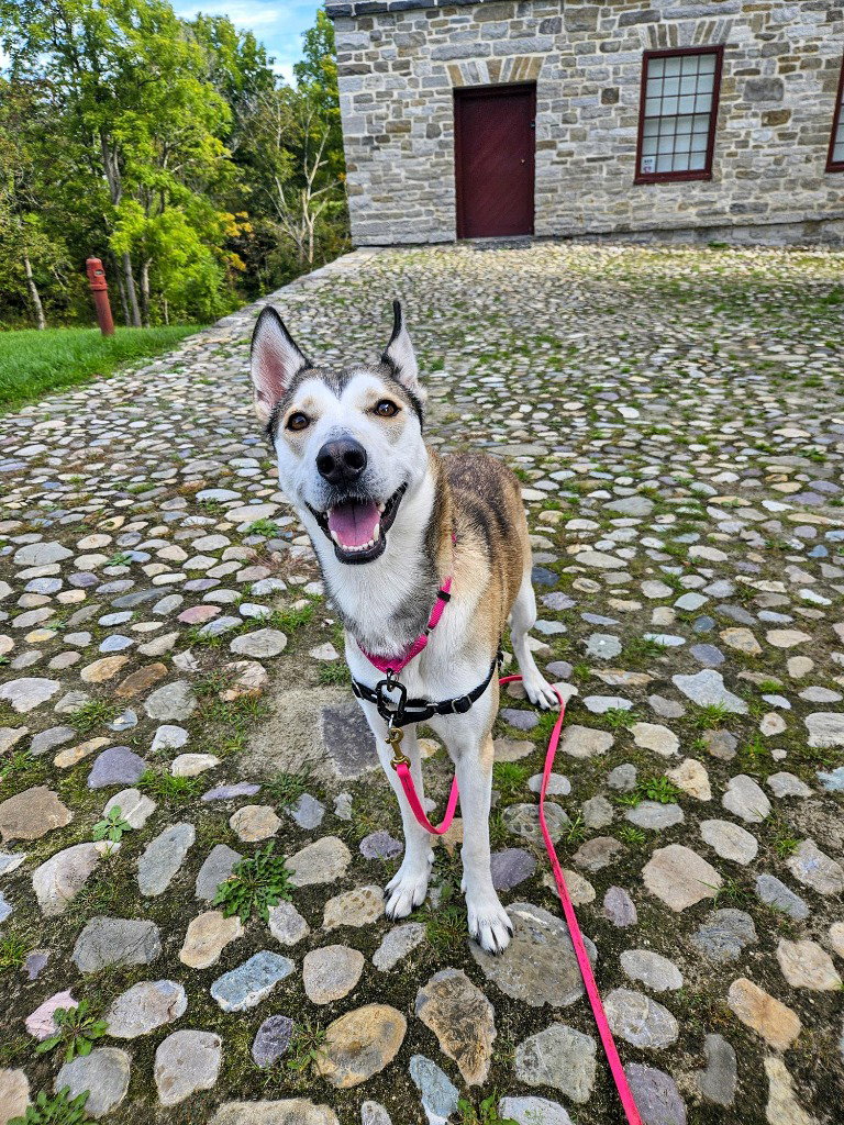 Kira, photo 4