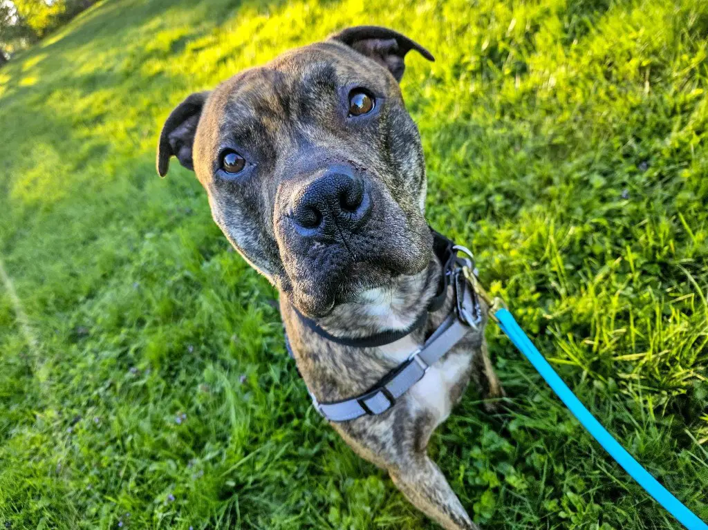 Floyd - Pit Bull Terrier