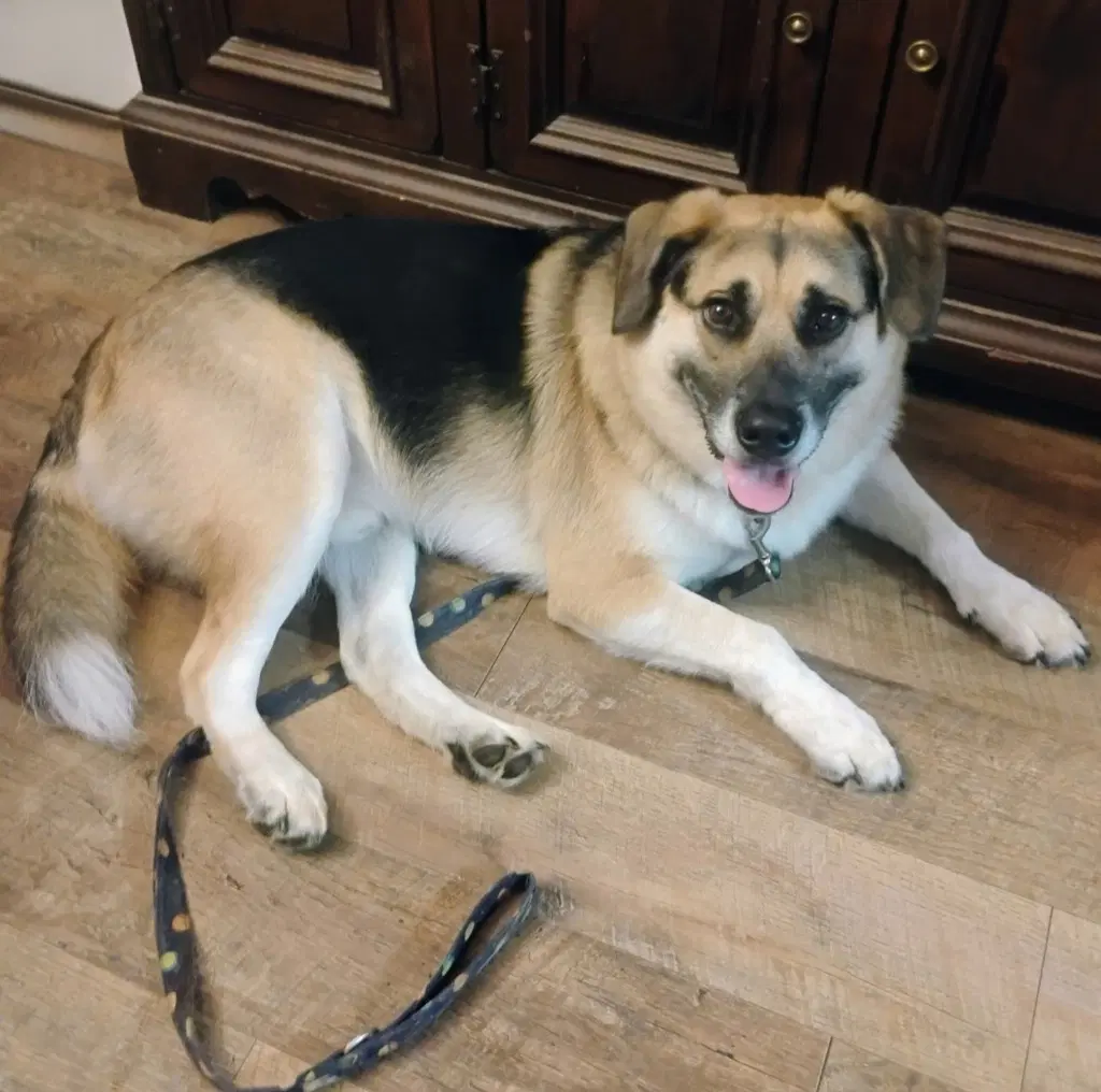 Augie image 2