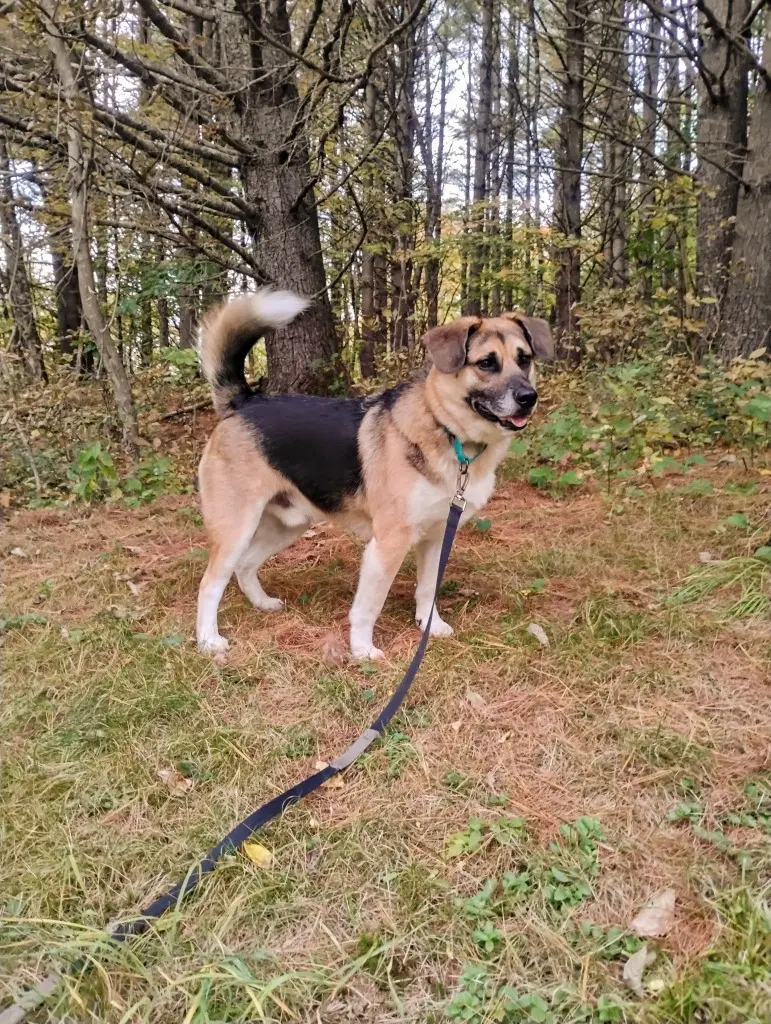 Augie image 4
