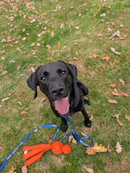 James, a dog for adoption from Regional SPCA