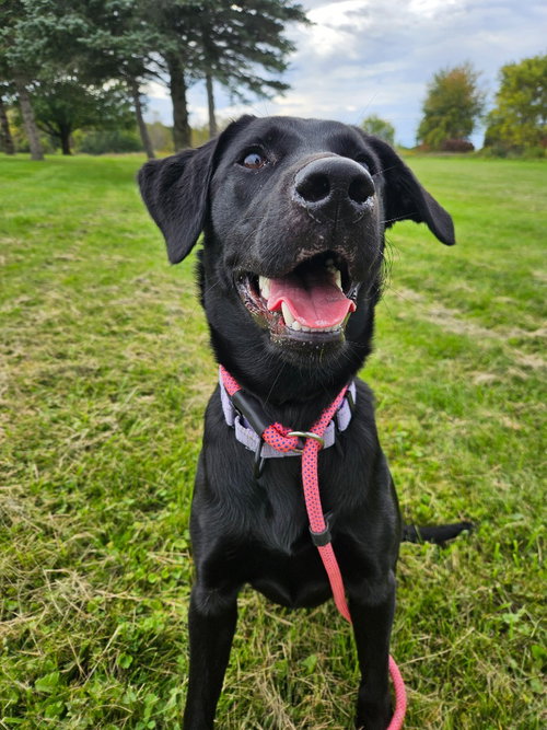 Ember, a dog for adoption from Regional SPCA