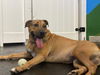 adoptable Dog in Royal Palm Beach, FL named Stella