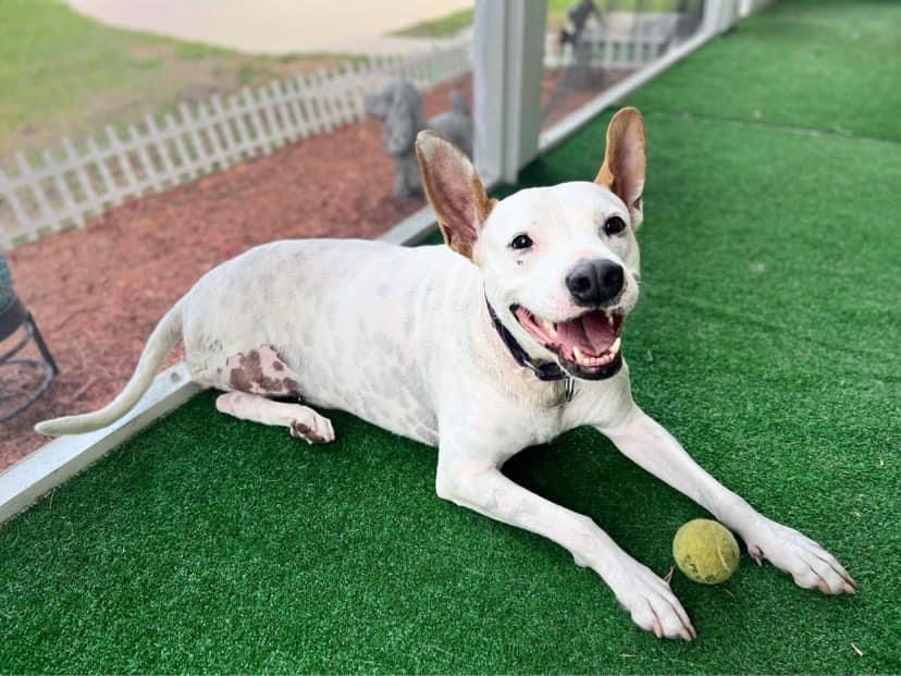 adoptable Dog in Royal Palm Beach, FL named Molly