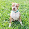 adoptable Dog in Royal Palm Beach, FL named Tandy