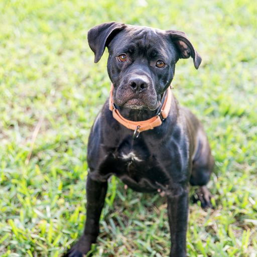 adoptable Dog in Royal Palm Beach, FL named Midnight