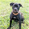 adoptable Dog in  named Midnight