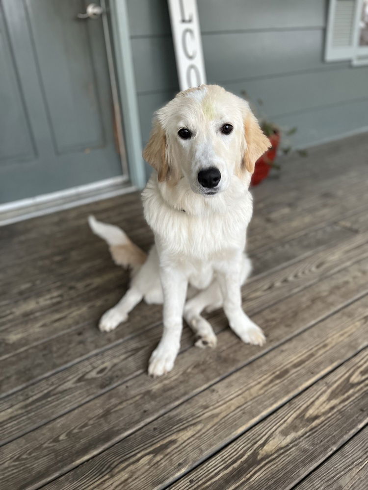 adoptable Dog in Royal Palm Beach, FL named Thunder