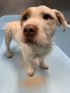 adoptable Dog in  named Maverick