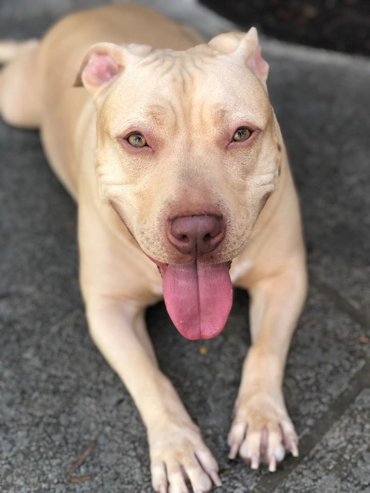 adoptable Dog in Royal Palm Beach, FL named Lambo