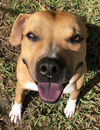 adoptable Dog in  named Buzz